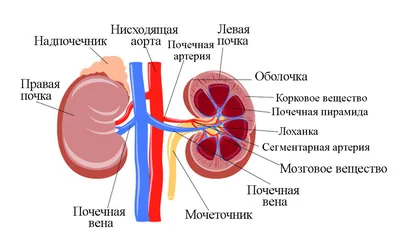 Как и почему болят почки? | Пикабу