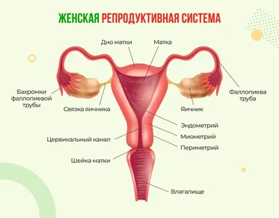 Аппендицит - что это такое? Что общего между аппендиксом, травоядными и  перитонитом? | Капибара знает | Дзен