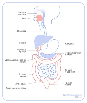 Острый аппендицит | MyPathologyReport.ca