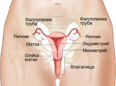 Аппендицит: симптомы, признаки, с какой стороны болит, операция по  удалению, как определить