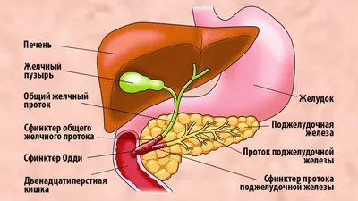 Как понять, что болит именно поджелудочная железа? Симптомы, которые многие  пропускают | Дневник здоровья | Дзен