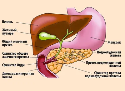 Как понять, что болит именно поджелудочная железа? Симптомы, которые многие  пропускают | Дневник здоровья | Дзен