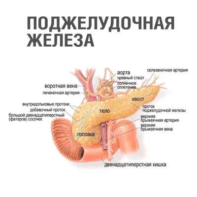 Поджелудочная железа - Kenhub