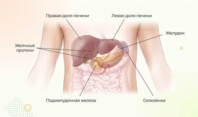 Показать где находится поджелудочная железа у человека картинка