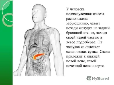 Рак поджелудочной железы: причины, симптопы, диагностика, лечение