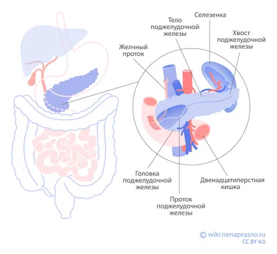 Показать где находится поджелудочная железа у человека картинка