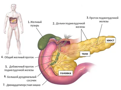 Поджелудочная железа - Kenhub