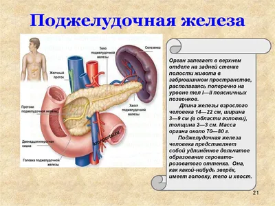 Боль в левом подреберье у женщин и мужчин: причины, лечение, профилактика в  домашних условиях