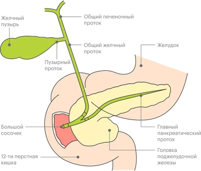 Поджелудочная железа на рисунке где находится у человека