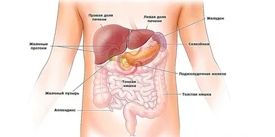 Поджелудочная железа: где находится, где болит, функции, строение, роль