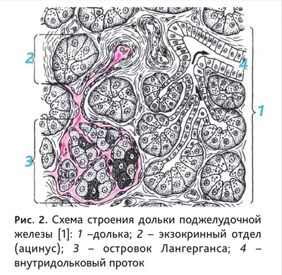 Поджелудочная железа человека: где находится, как выглядит и работает,  почему может болеть