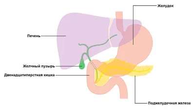 Поджелудочная железа на рисунке где находится у человека