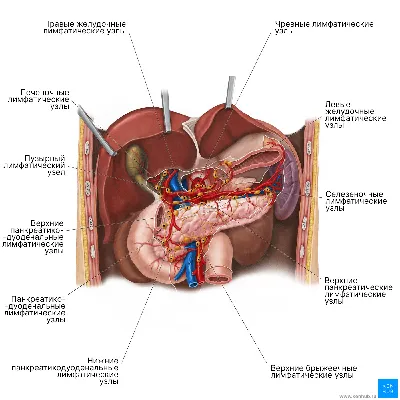 Местоположение поджелудочной железы: где находится и как работает