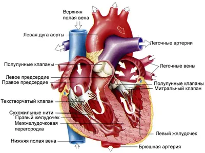 Сравнительная анатомия сердца человека и экспериментальных животных |  Лабораторные животные для научных исследований