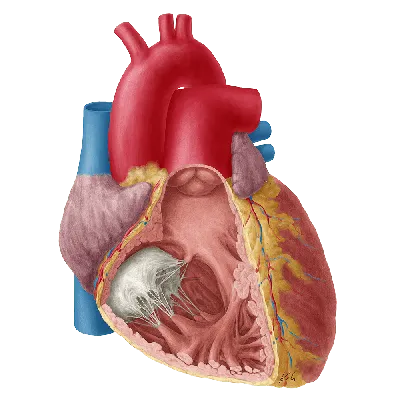 Сердце. Анатомическое строение. | Биология | Дзен