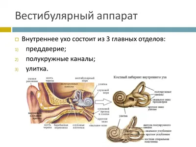 Сердце и сосуды, подготовка к ЕГЭ по биологии