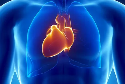 Сильный удар в грудь может остановить сердце. 3 интересных факта про очень  важный орган человека | Популярная наука | Дзен