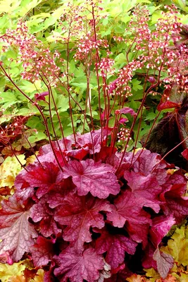 Heuchera hybrida 'Galaxy', Гейхера гибридная 'Гелекси'