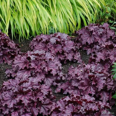 Гейхера Paris - Гейхера - GardenPlants