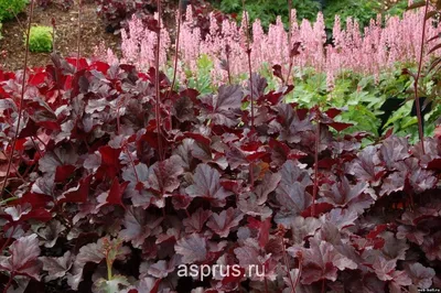 Гейхера кроваво-красная Лехткафер (Heuchera sanguinea Leuchtkafer)