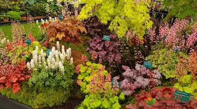 Гейхера: сорта растения heuchera - Agro-Market