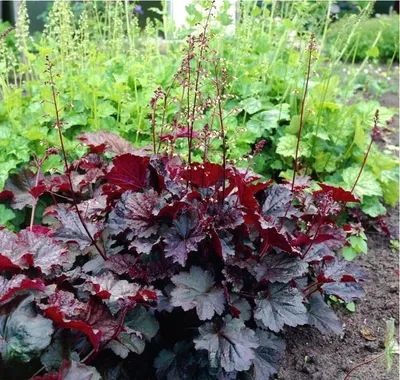 Гейхера мелкоцветная (Heuchera micrantha)