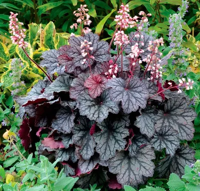 Гейхера гибридная (Heuchera × hybrida `Brownies`) - Гейхера гибридная -  Гейхера - Многолетники - Каталог - LESKOVO-PITOMNIK.ru