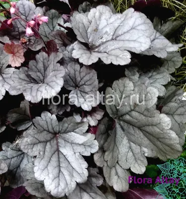 Гейхера гибридная Блэк Перл Heuchera hybrida Black Pearl - купить  многолетники с доставкой по Украине в магазине Добродар