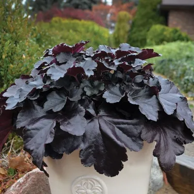 Гейхера 'Cherry Cola' (Heuchera 'Cherry Cola')