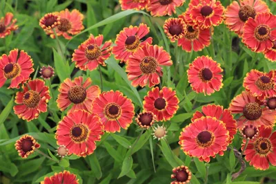 Гелениум гибридный Fuego Helenium hybrida Fuego - купить сорт в питомнике,  саженцы в Санкт-Петербурге