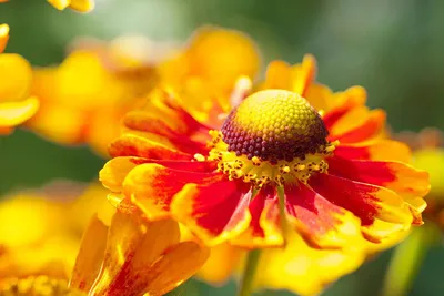 File:Helenium hoopesii 03.JPG - Wikimedia Commons