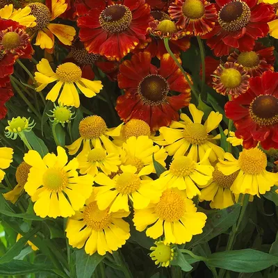 Гелениум гибридный Bandera Helenium hybrida Bandera - купить сорт в  питомнике, саженцы в Санкт-Петербурге