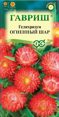 Гелихризум бутоны, фиолетово-розовые - официальный магазин , заказать для  флористики оптом