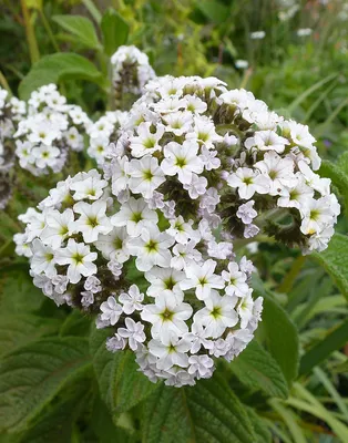 Heliotropium arborescens - Image of an specimen - Plantarium