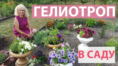 Купить Гелиотроп 12*30 (про-во Украина) оптом | Paeonia