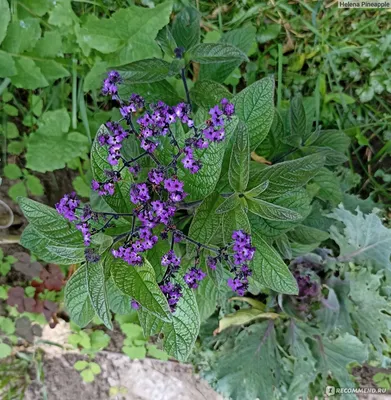 Гелиотроп Морской карлик | Heliotropium arborescens Hem Zaden