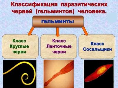 Ленточные гельминты (глисты) у кошки: симптомы, лечение, пути заражения