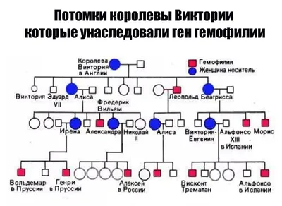 Что общего между наследованием дальтонизма и гемофилии? - энциклопедия  Ochkov.net