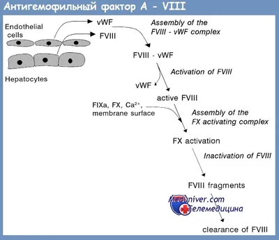 Hemophilia.kg