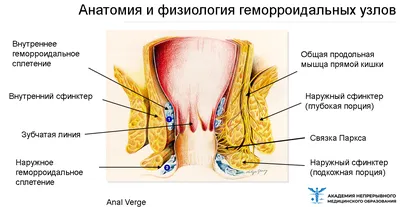 Внутренний геморрой: причины, диагностика и лечение - квалифицированная  помощь