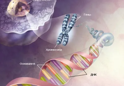 Генетика иллюстрация вектора. иллюстрации насчитывающей просто - 210941897