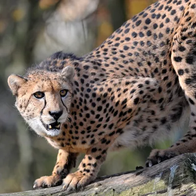 Katzen mit Superkräften: Sieben erstaunliche Fakten über Geparde | National  Geographic