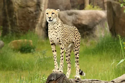 Gepard ein leopard, der durch die wilde steppe läuft | Premium-Foto