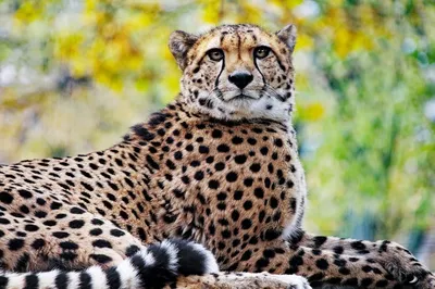 Porträt von ein Leopard. Gepard Laufen im das Wald. ai generativ 27722913  Stock-Photo bei Vecteezy