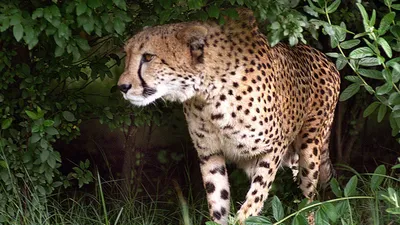 Schleich Wild Life - Gepard, weiblich 14746