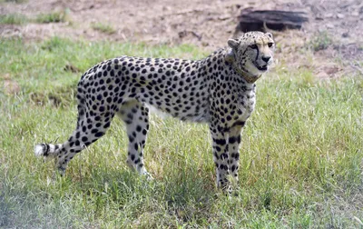 Vom Aussterben bedroht: Erneut Asiatischer Gepard gestorben