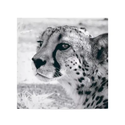 Ein gepard mit gelbem gesicht und orangefarbenen augen | Premium-Foto