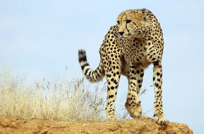 Gepard im Dünen. ai generiert 29207975 Stock-Photo bei Vecteezy