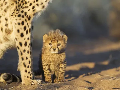 Indien - Zweiter aus Namibia eingeführter Gepard laut Medienberichten im  Kuno National Park gestorben