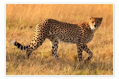 Gepard-Portrait stockfoto. Bild von nave, schönheit, tier - 14162024